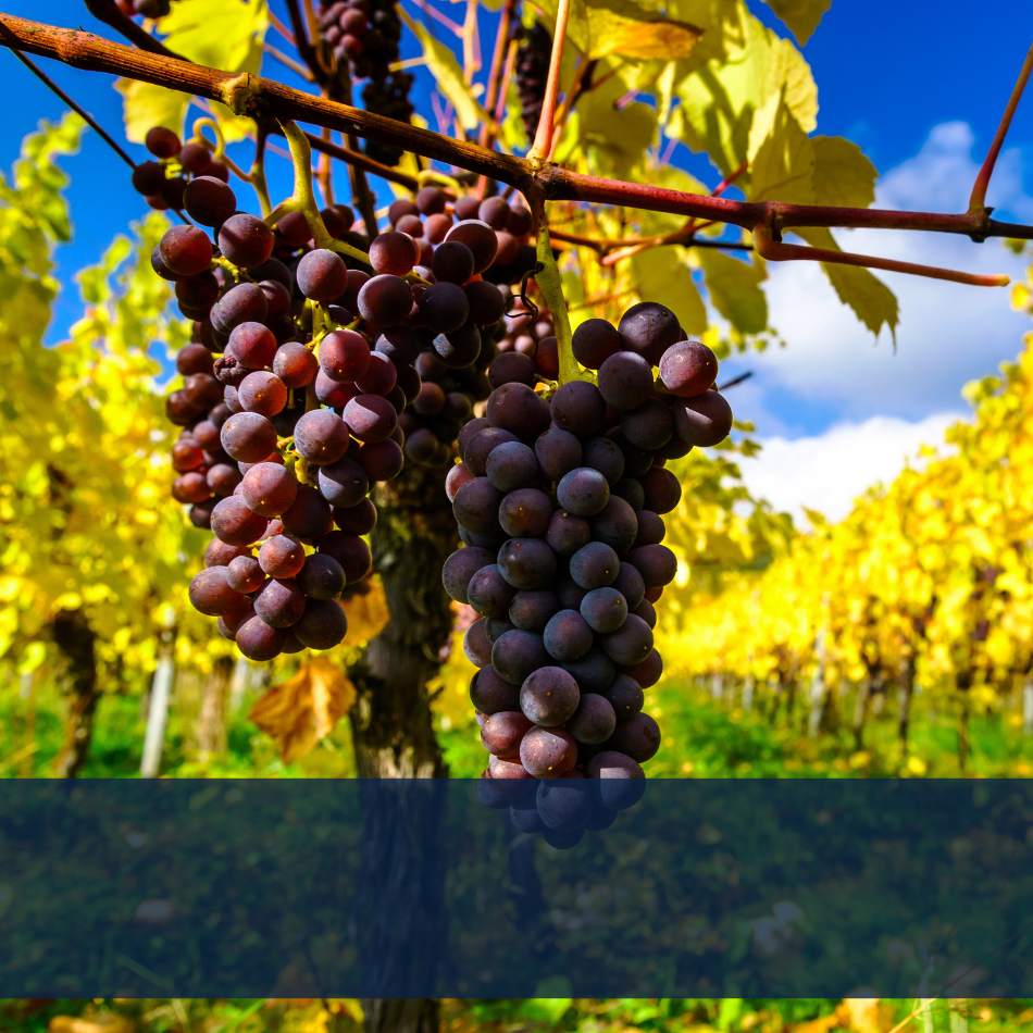 route des vins alsace Strasbourg hôtel Origami