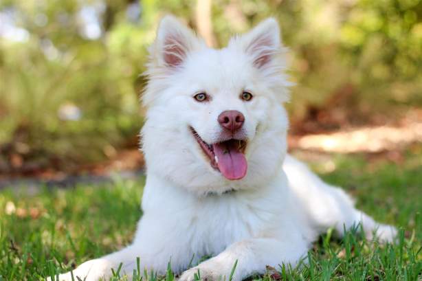 Hunde